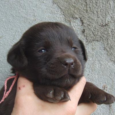 Perdu Chiot Labrador Marron Perdus Fr Retrouver Une Personne Objets Trouves Objets Perdus Animaux Perdus Retrouver Un E Inconnu E 36 Indre Chateauroux France