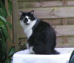 Perdu Chat Noir Et Blanc Poil Long Perdus Fr Retrouver Une Personne Objets Trouves Objets Perdus Animaux Perdus Retrouver Un E Inconnu E France