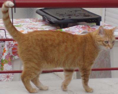 Disparu Chat Roux Tigre Perdus Fr Retrouver Une Personne Objets Trouves Objets Perdus Animaux Perdus Retrouver Un E Inconnu E France