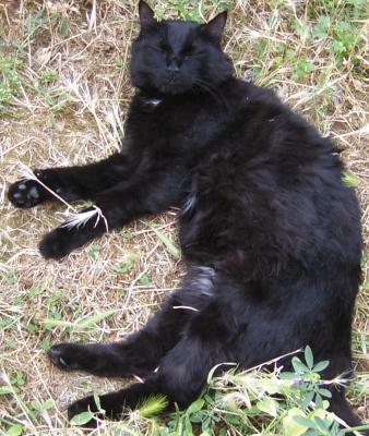 Chat Perdu Noir Perdus Fr Retrouver Une Personne Objets Trouves Objets Perdus Animaux Perdus Retrouver Un E Inconnu E France