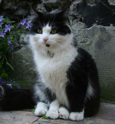 Chaton Noir Et Blanc Poil Mi Long Get Images