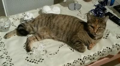 Chat Perdu Perdus Fr Retrouver Une Personne Objets Trouves Objets Perdus Animaux Perdus Retrouver Un E Inconnu E 57 Moselle Metz France